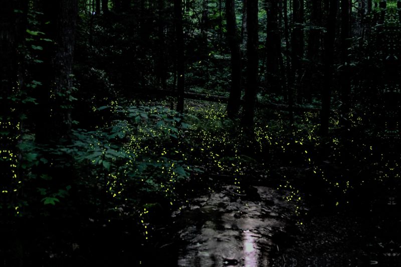 Respecting the Glow: Rules of the Forest