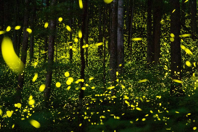 A Ticket to Glow: The National Park Lottery