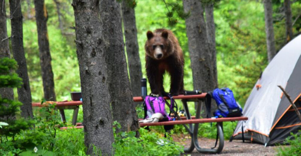Why You Should Never Drop Your Backpack If You Encounter a Bear (2025 Survival Guide)