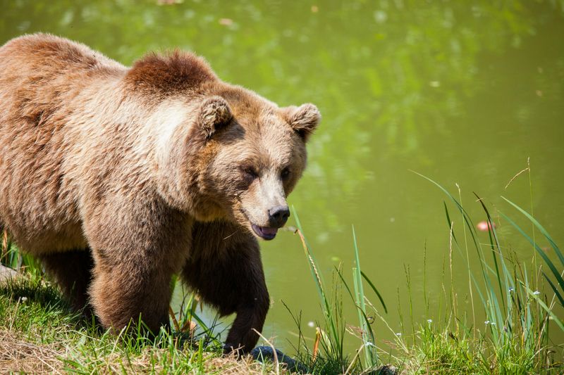 Bear Haven