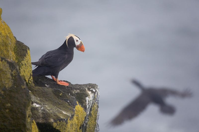 Birdwatcher's Paradise