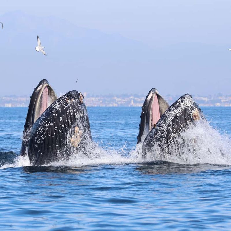Close Proximity to Shore Means Quick Viewing