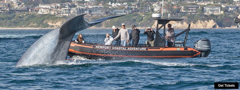 Year-Round Whale Watching Tours