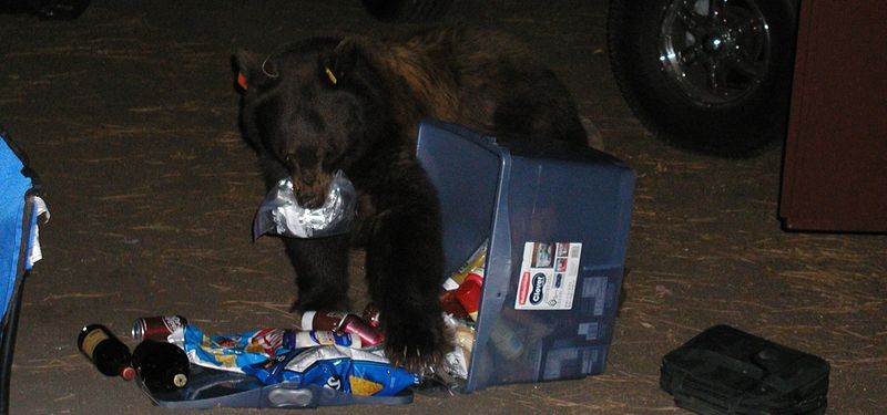Bears May Target Your Pack for Food