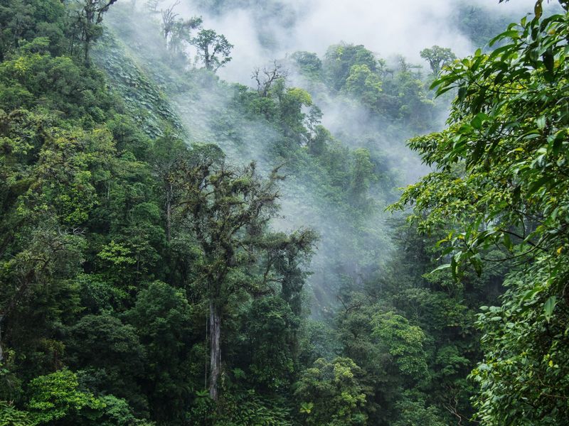 Explore Monteverde Cloud Forest Biological Reserve