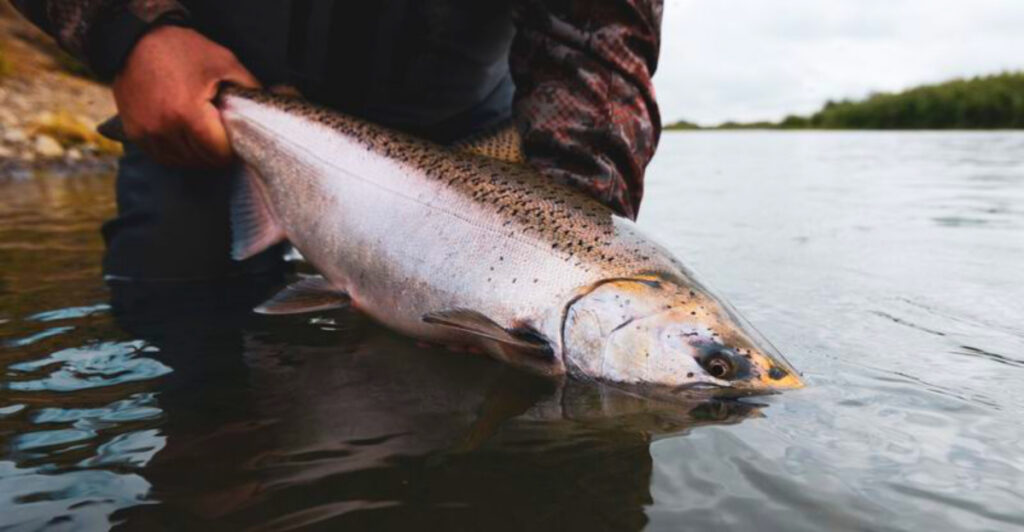12 Alaska Remote‑Lakeside Salmon Grills Tourists Don’t Know