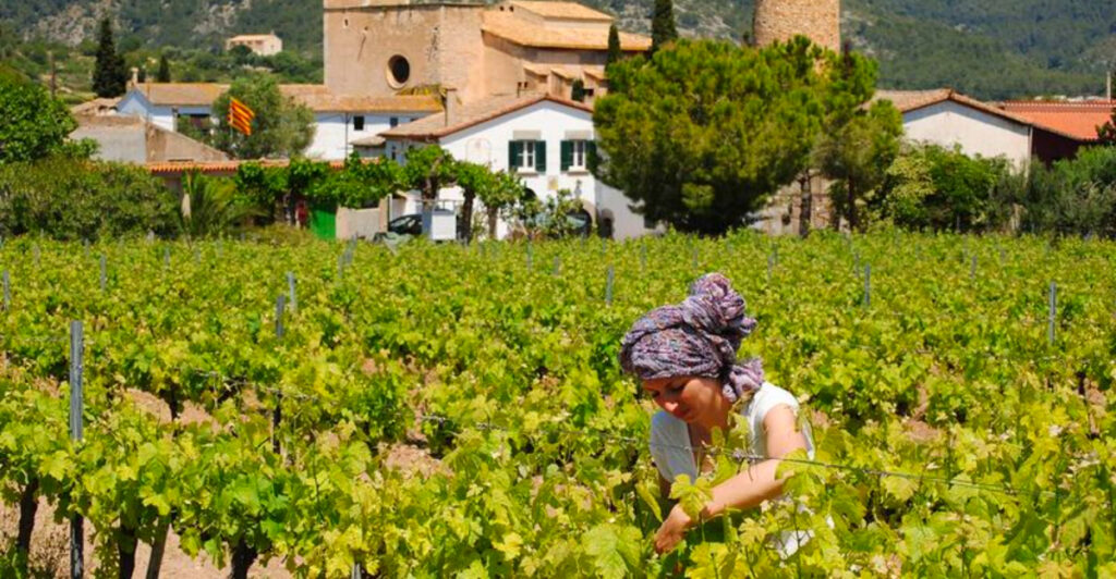 15 Countries Known for Their Picturesque Vineyards