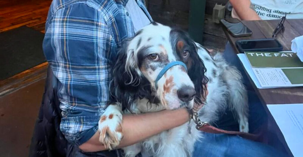 16 Tail-Wagging LA Restaurants Where Your Dog Is Invited