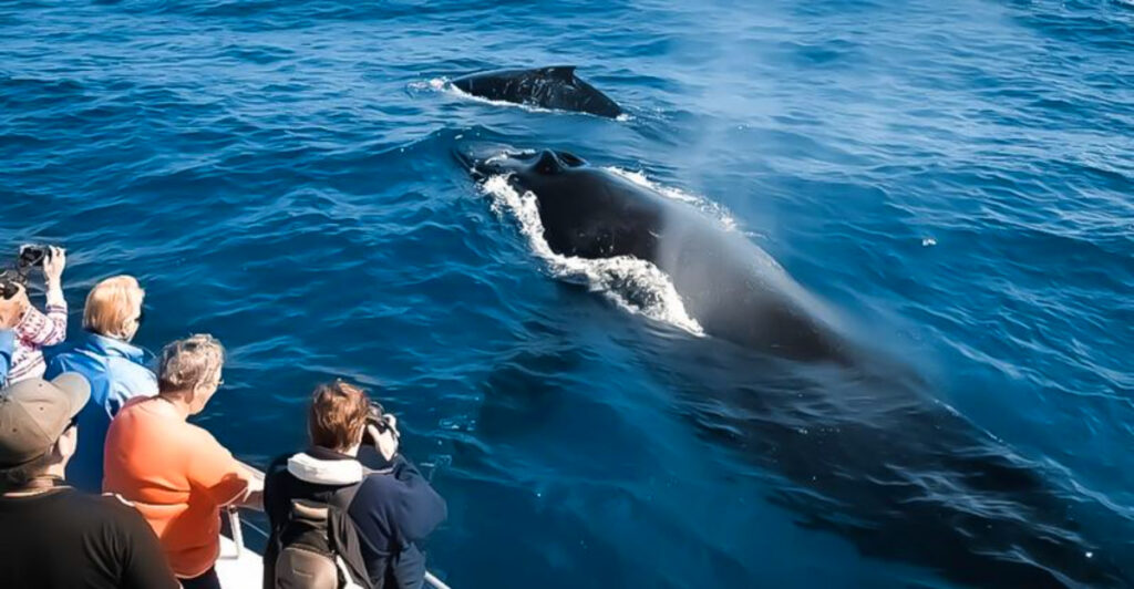 16 U.S. Whale-Watching Spots Way Better Than You’d Expect (No, Not California)