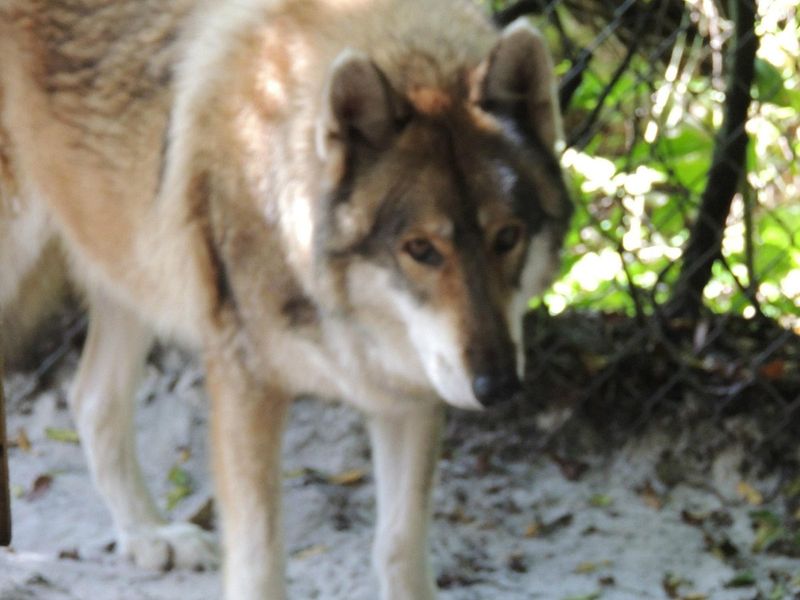 Shy Wolf Sanctuary Education & Experience Center