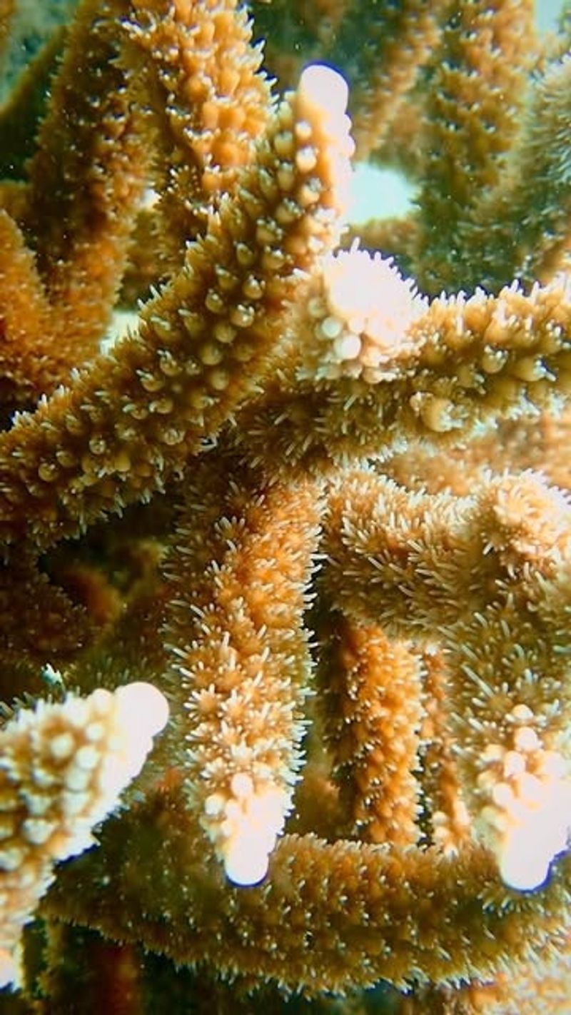 Coral that survived a bleaching event
