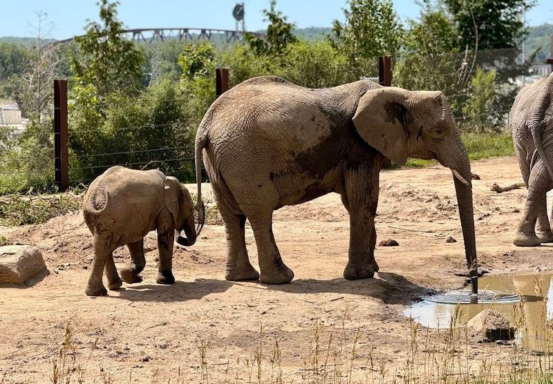 Elephant Family Moments
