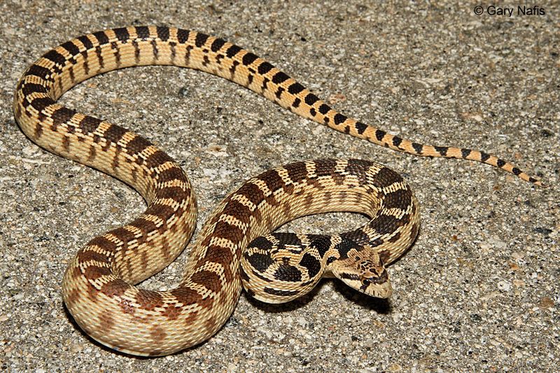 Carson Range Sage Belts (Great Basin Rattlesnake)