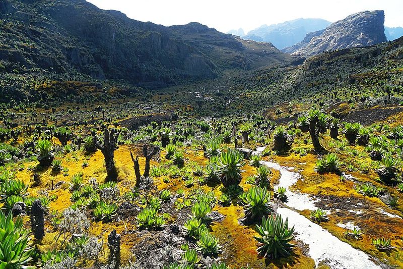 Rwenzori Mountains (Uganda)