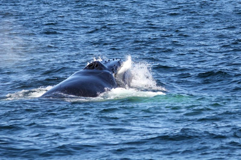 Rye/Portsmouth, New Hampshire (Jeffreys Ledge)