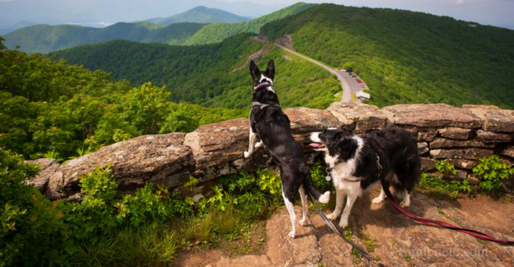 Beer, Art & Mountains: 14 Fun Things to Do in Asheville, North Carolina