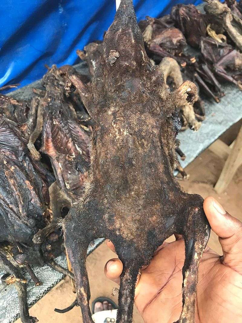 Bushmeat - wild monkey, bat, cane rat meats