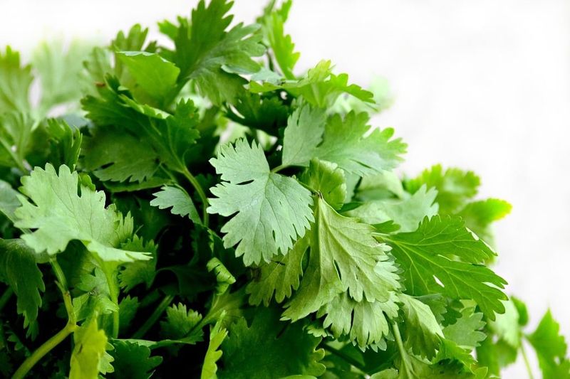 Cilantro (Coriander Leaf)