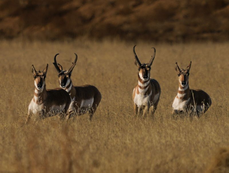 Pack optics that match the terrain