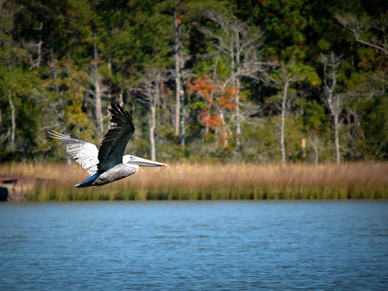 Day Trip to Weeks Bay Reserve