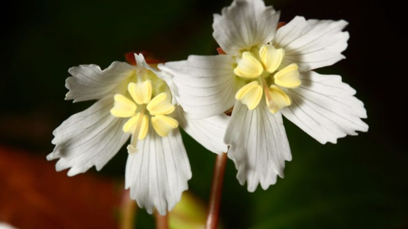 Rare plants and biodiversity