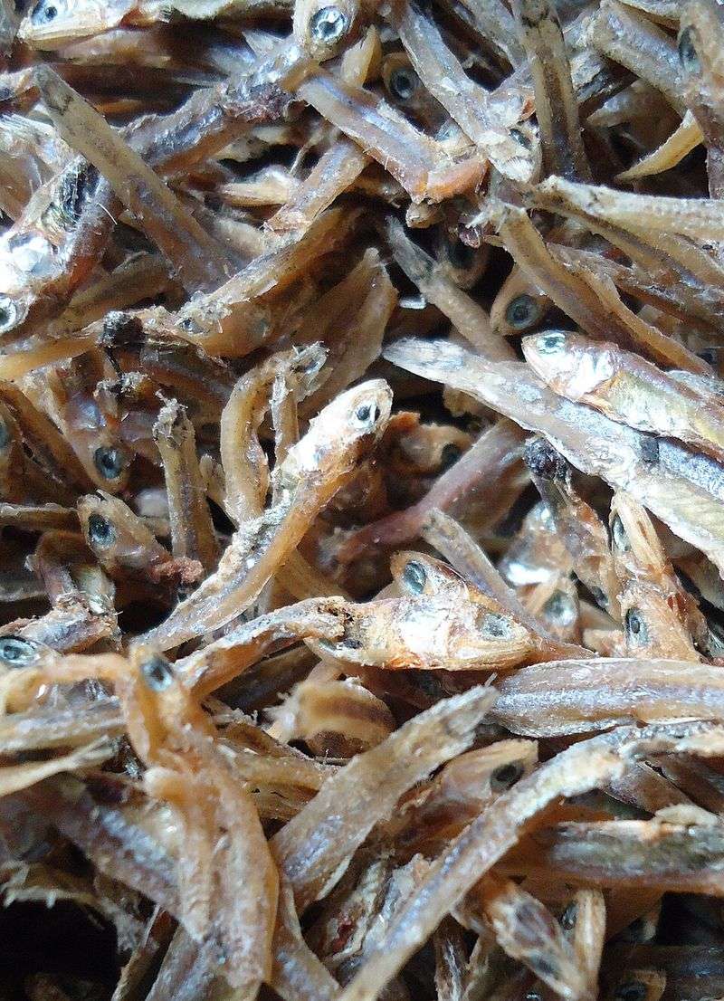 Anchovies