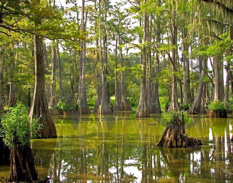 Everglades National Park (Florida)