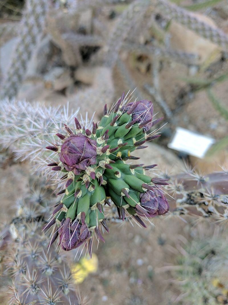 Cholla Cactus Buds