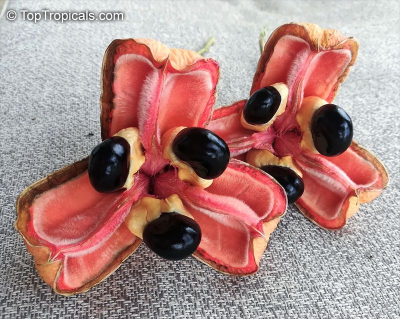 Fresh Ackee Fruit (Jamaica)