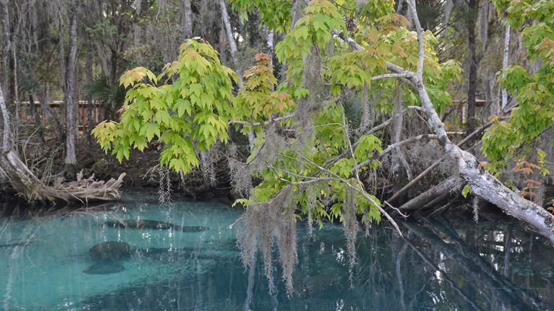 Waccasassa Bay Preserve by Boat