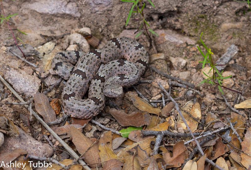Rattlesnake (Southwest)