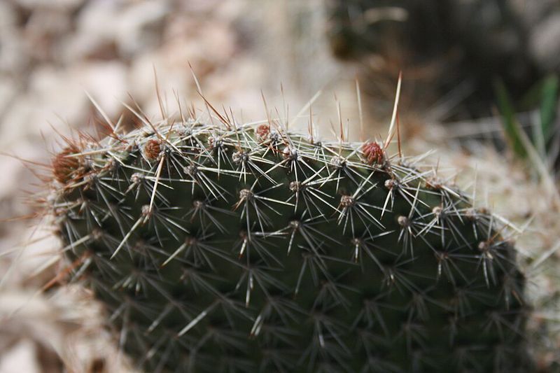 Prickly Pear (Pads and Fruit)