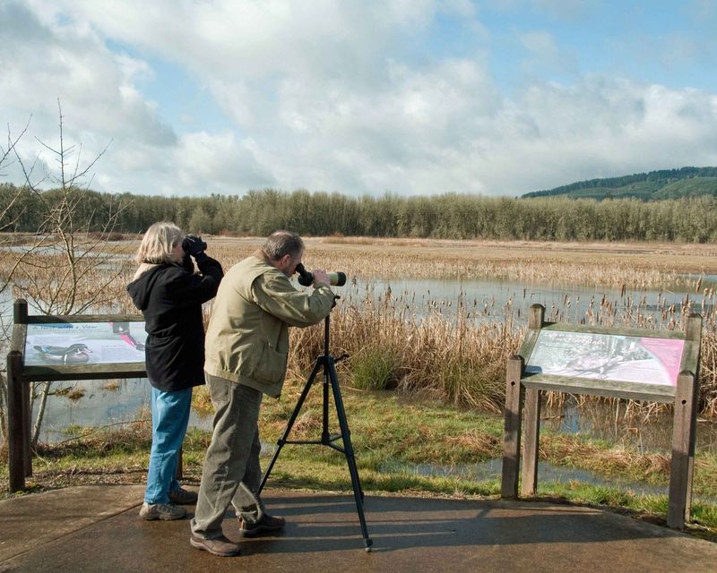 Bird-Watching with Field Guides