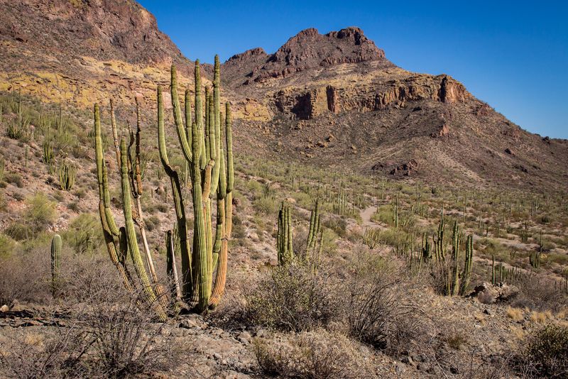 Organ Pipe Cactus National Monument - Arizona