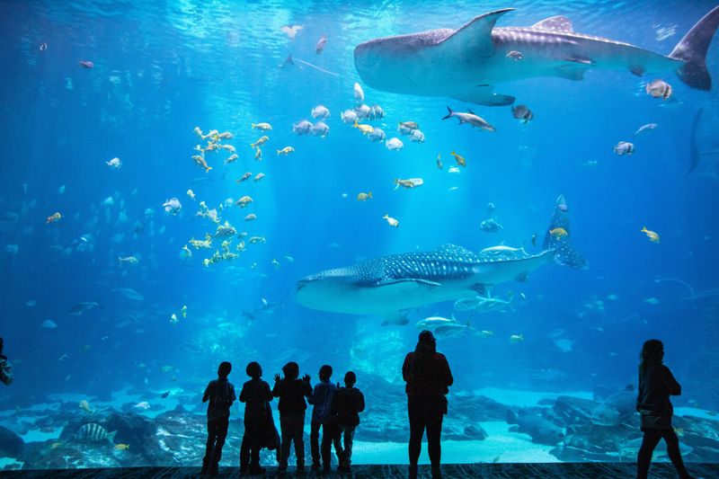 Georgia Aquarium (Atlanta, GA)