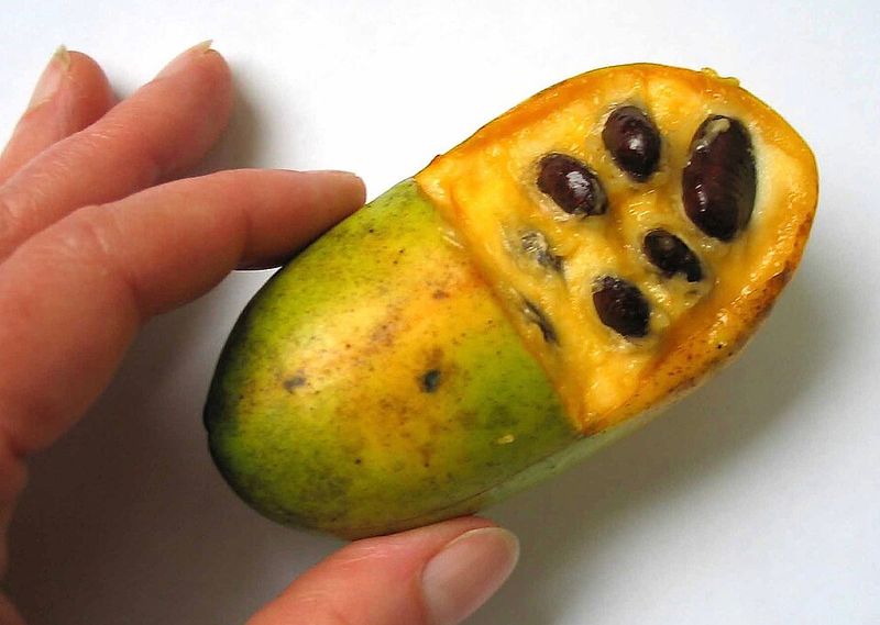 Pawpaw Fruit (Inland South and Midwest)
