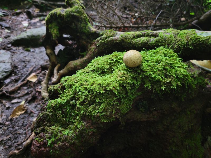 Wildlife Is Abundant