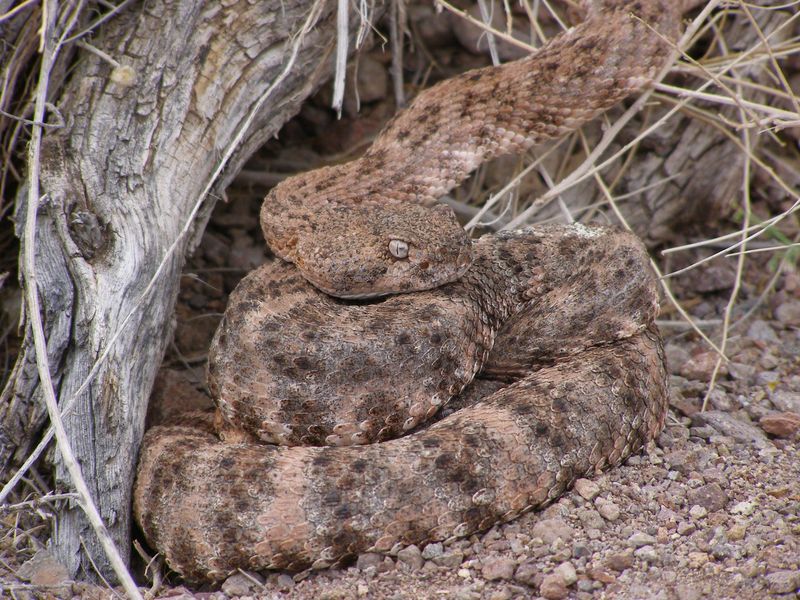 Ruby Mountains Talus Fans (Great Basin Rattlesnake)