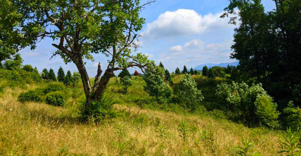 Hidden North Carolina Forest Trail That Locals Say Rivals Any Disney Movie