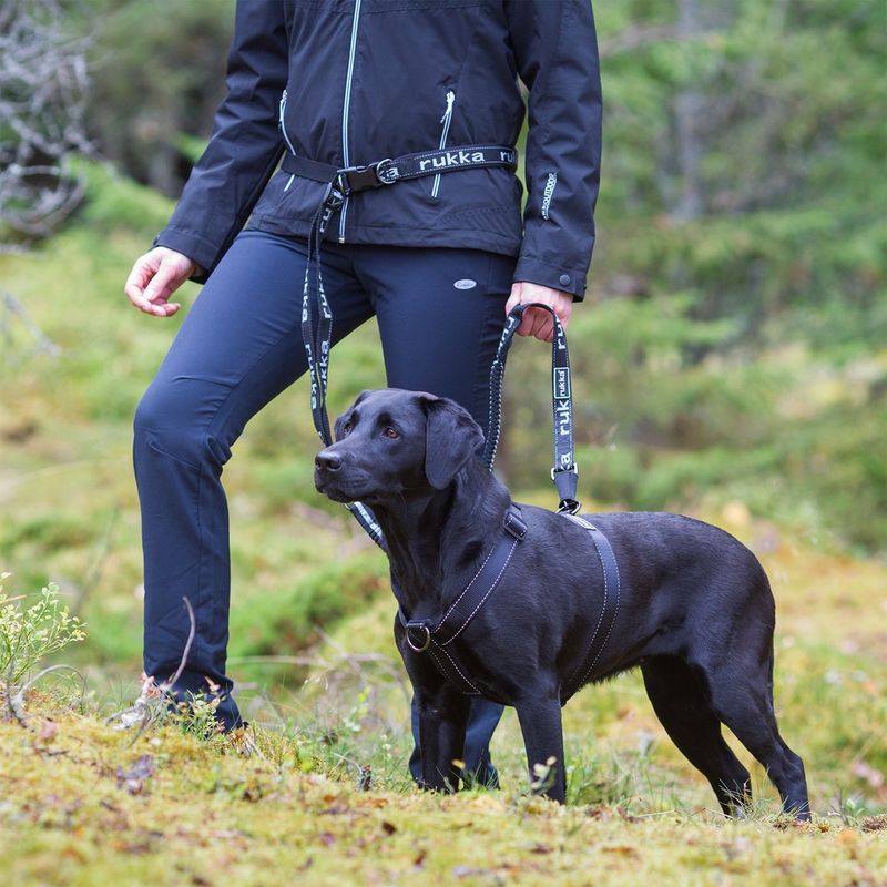 Leash + well-fitted harness (no retractables)