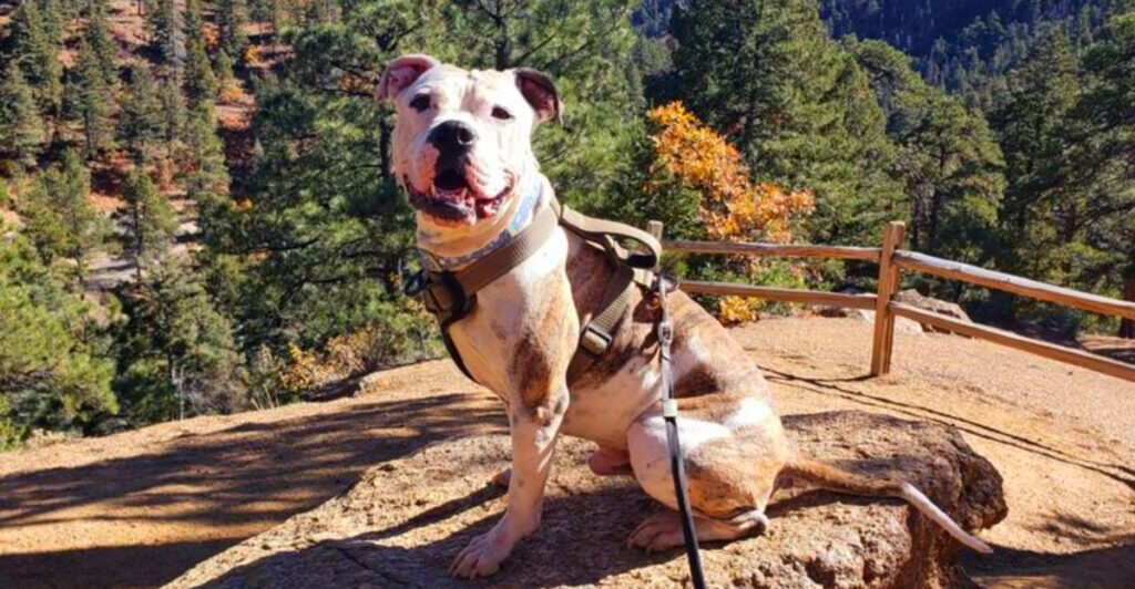 Hiking With Your Dog: 18 Trail Essentials (and Exactly Why You Need Each)