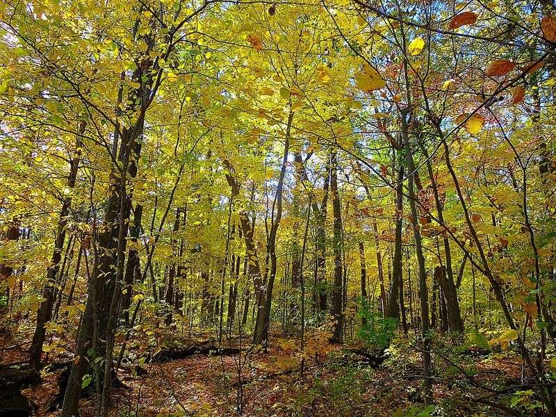 Community Engagement