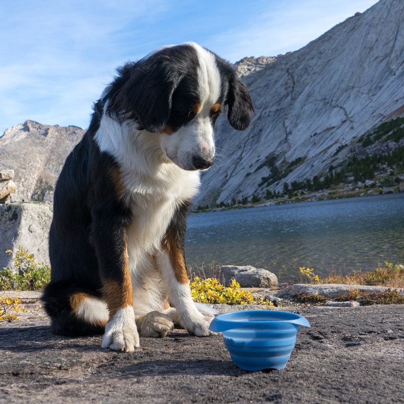 Water for your dog + collapsible bowl