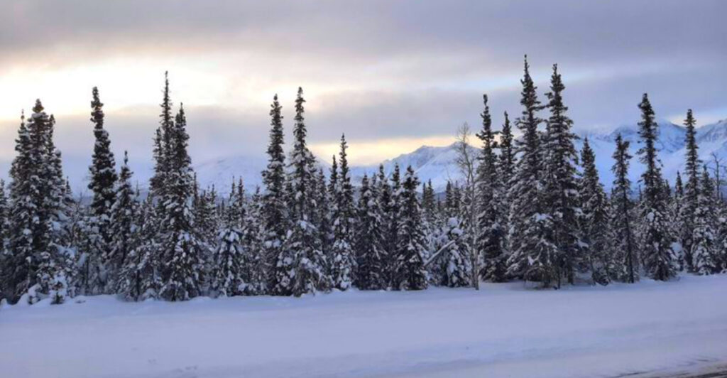 Incredible Places in Alaska Where You Can See Ancient Forests Frozen in Time