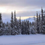 Incredible Places in Alaska Where You Can See Ancient Forests Frozen in Time