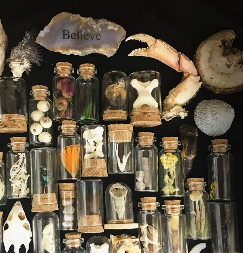 Preserved Specimens and Natural Oddities