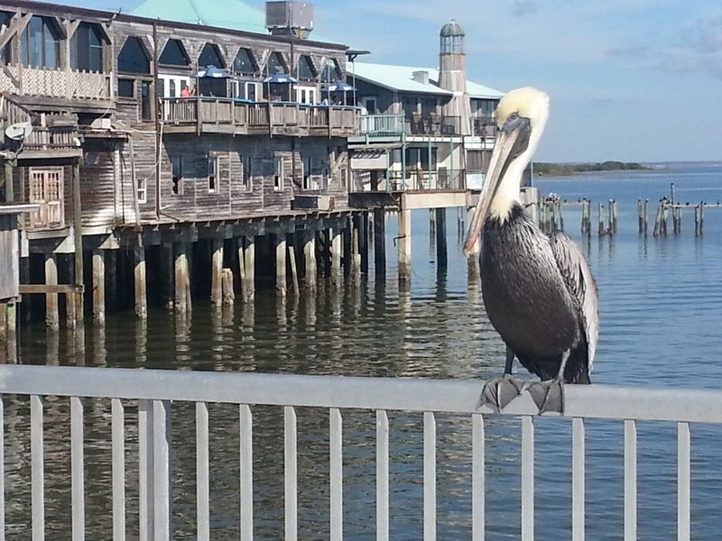 Sunsets, Shorebirds, and the Slow Return