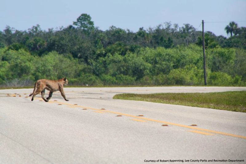 The Highway Crosses the Natural Habitat of the Florida Panther