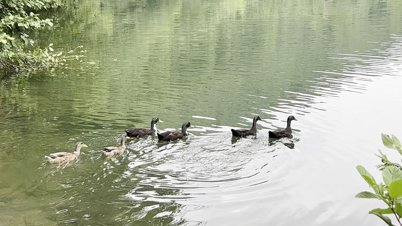 Includes more than just lights - festive extras add to the experience.