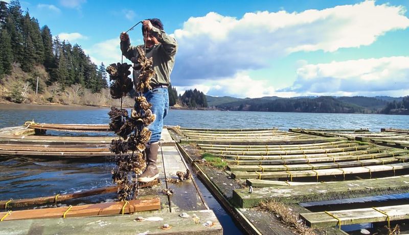 Oregon Oyster Farms (Newport)